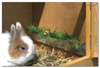 Konijnenhok Kleindierenhuis 116 x 66 x 45 cm