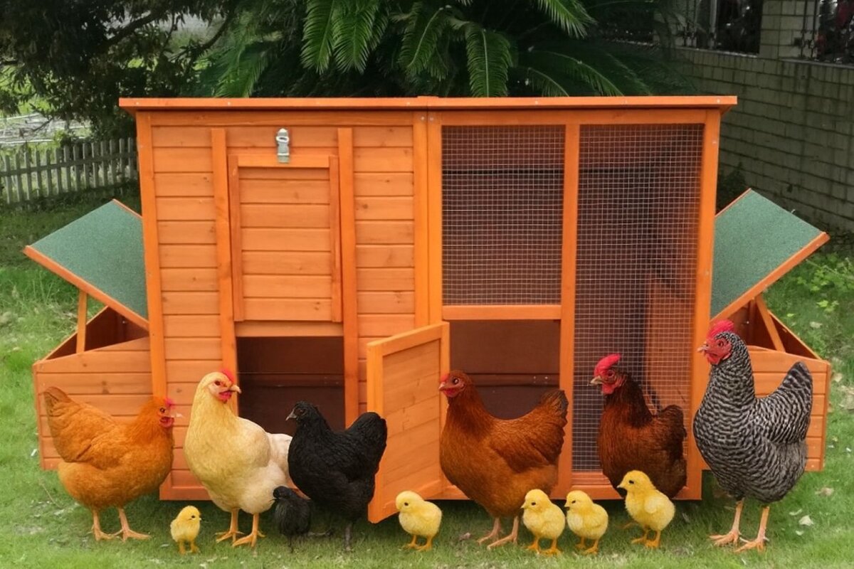 Pollaio Mobile Su Ruote In Legno Con 2 Cassette Nido E Rampa - Ideale Per Galline E Conigli